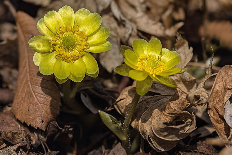 fleurs adonis amur