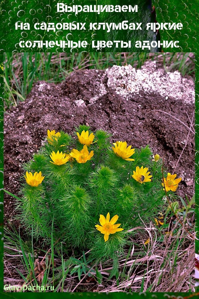 nous cultivons des fleurs adonis