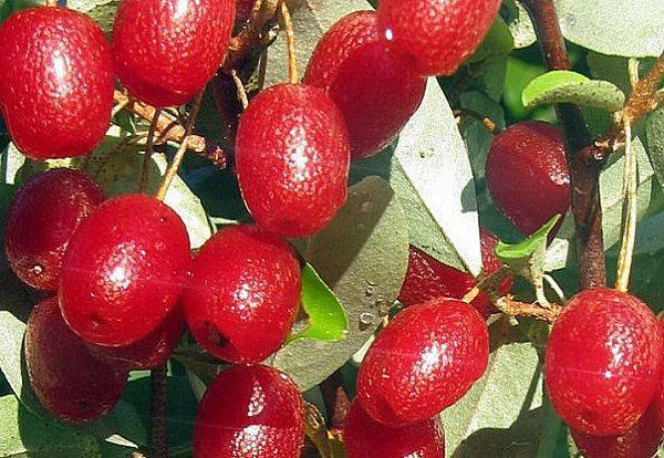 gumi de la variété Krillon
