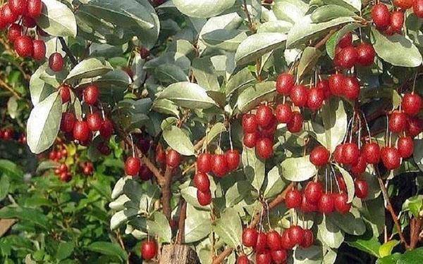 variétés de gumi Kunashir