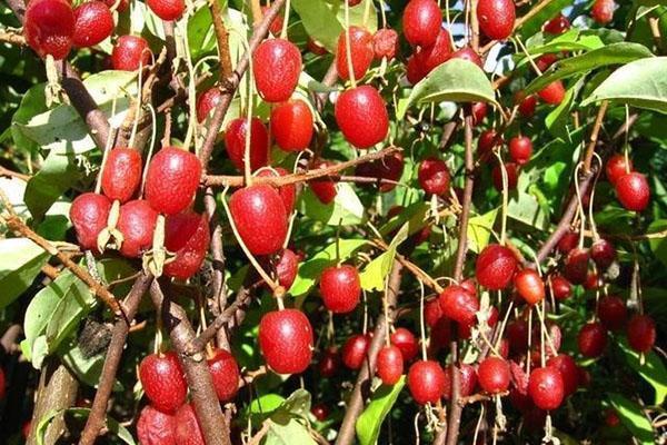 variétés de gumi Paramushir