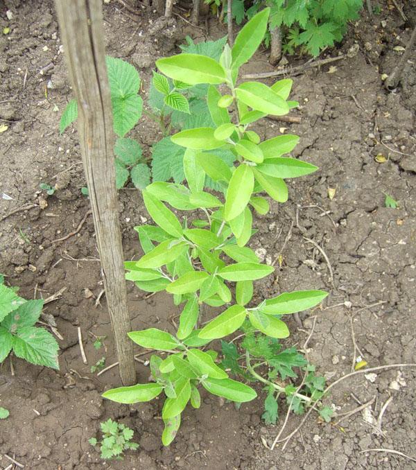 planter des gumi en pleine terre