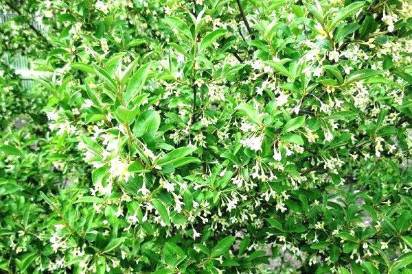 arbuste à fleurs gumi
