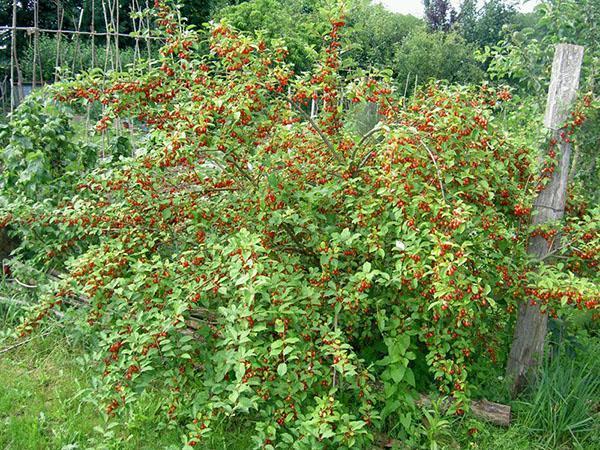 arbuste à fruits gumi