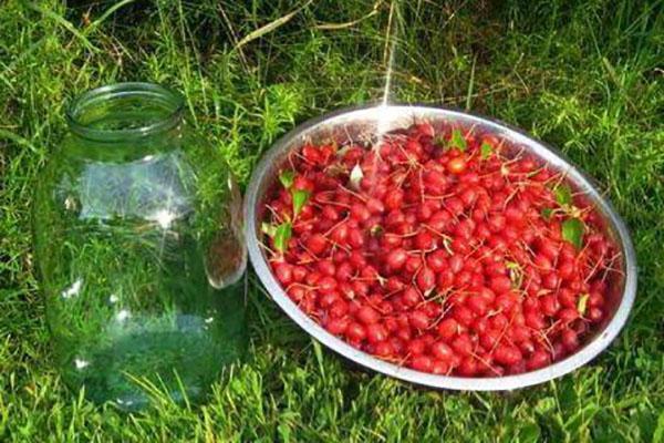 baies de gumi pour la récolte d'hiver