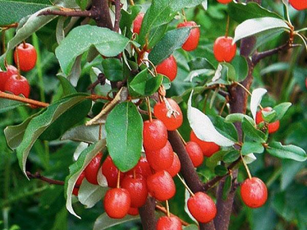 variétés de gumi Sakhaline d'abord