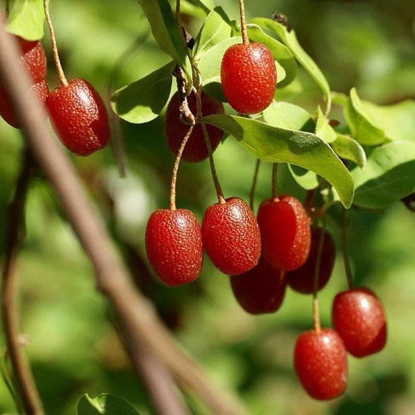 variétés de gumi Moneron