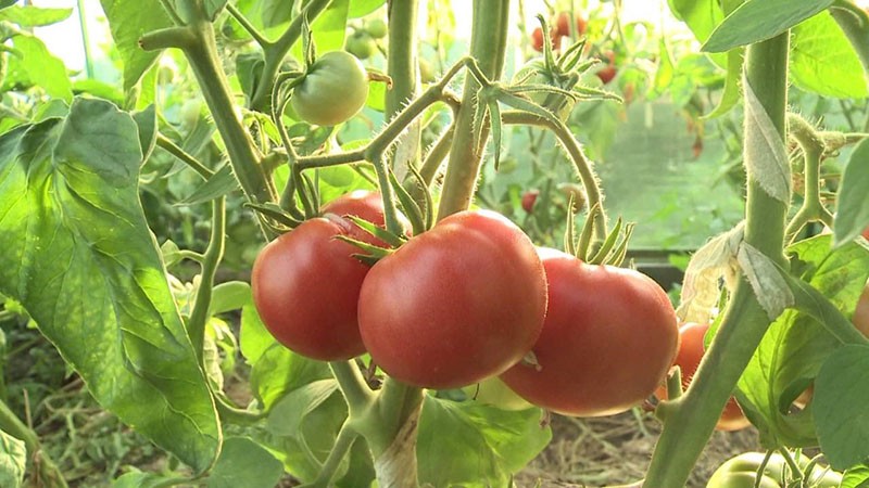 variété de tomate déterminante haute