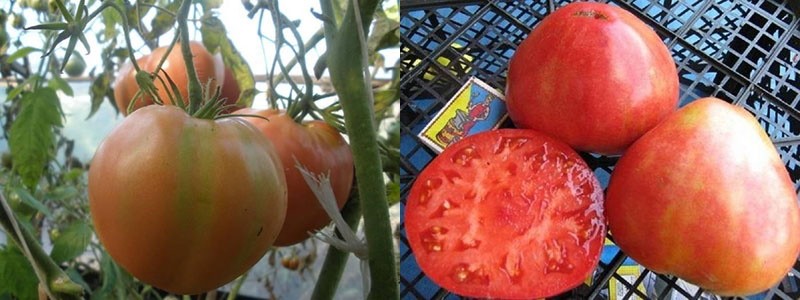 fruits juteux charnus de tomate Alsou