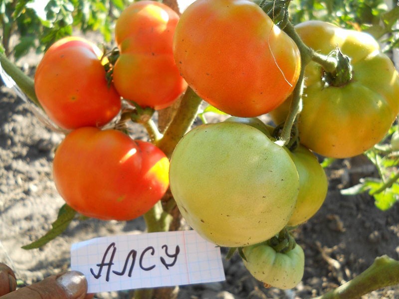 variété de tomate résistante à la température Alsou
