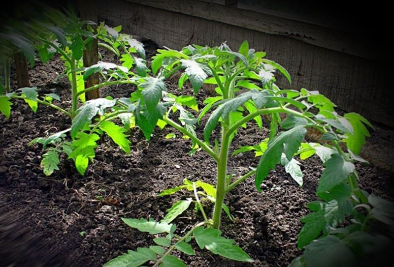 planter des plants de tomates dans les lits