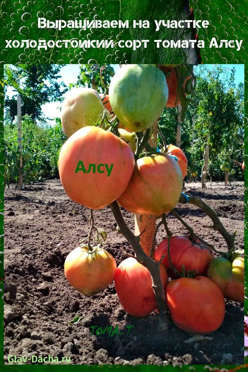 variété de tomate Alsou