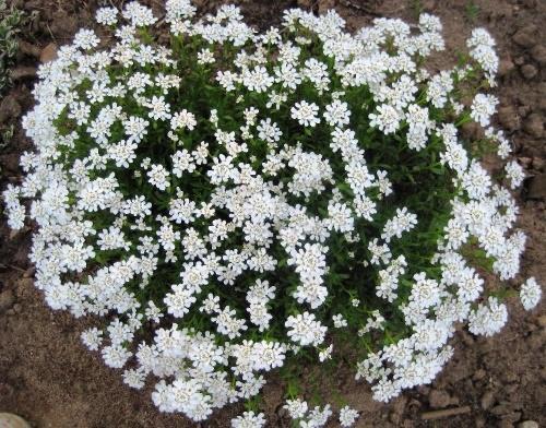 Iberis à feuilles persistantes