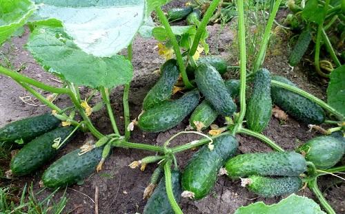 pepinos en el jardin