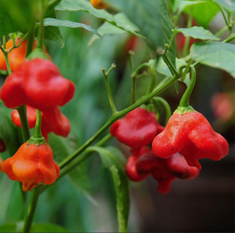 frutos de pimientos picantes de una forma inusual