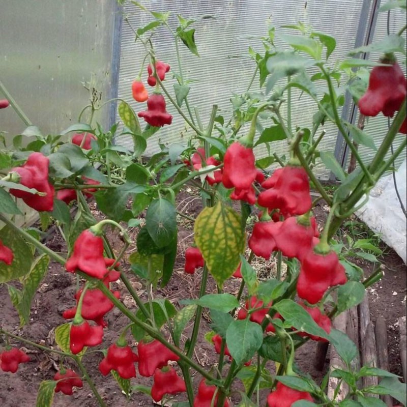 pimientos picantes en invernadero