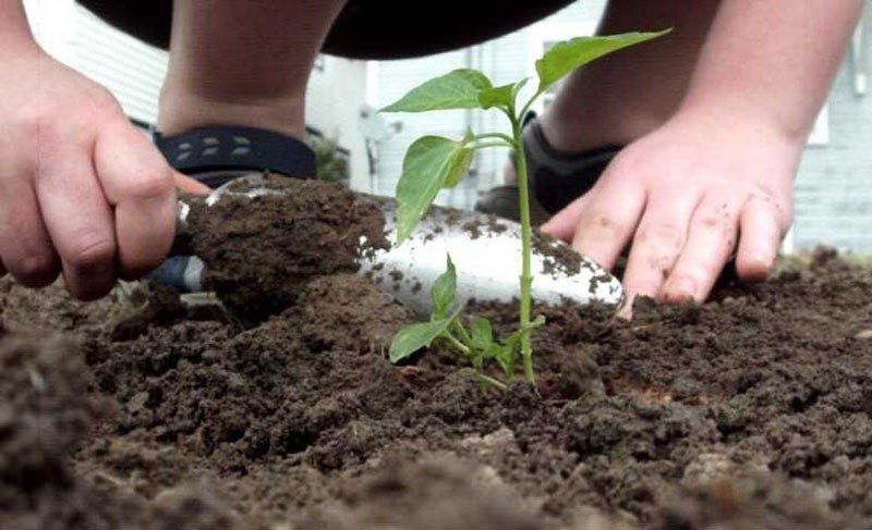 trasplante de plántulas de pimiento picante