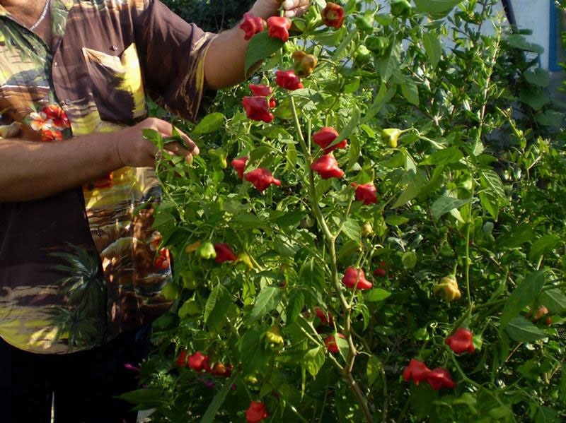 características del cuidado del pimiento morrón picante