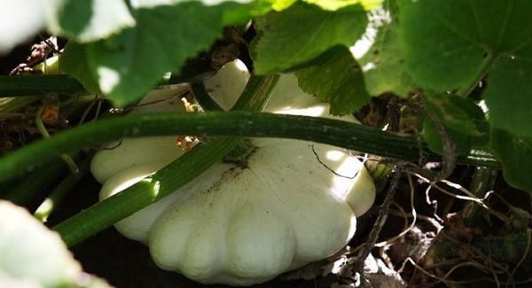 calabaza con un método sin semillas