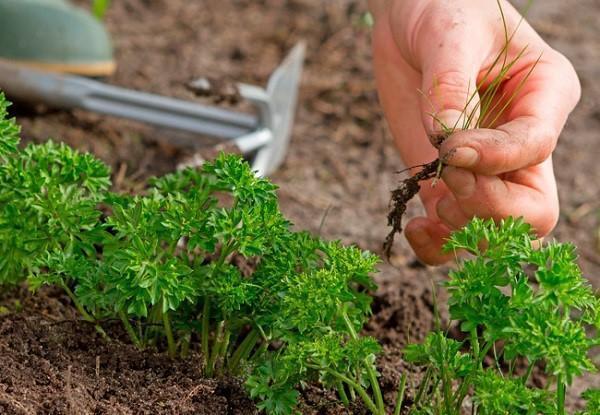 cultivo de perejil en campo abierto