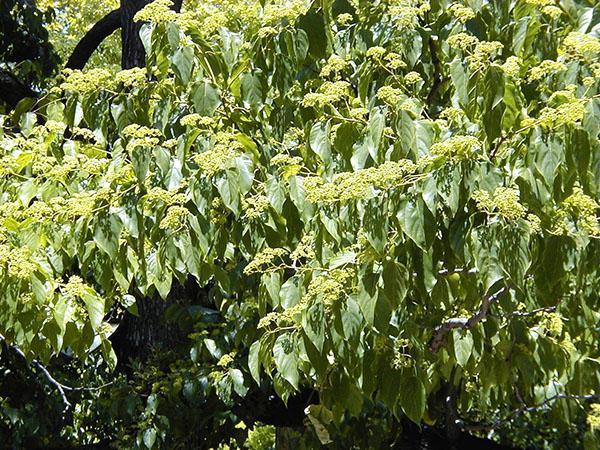árbol de caramelo en tu jardín