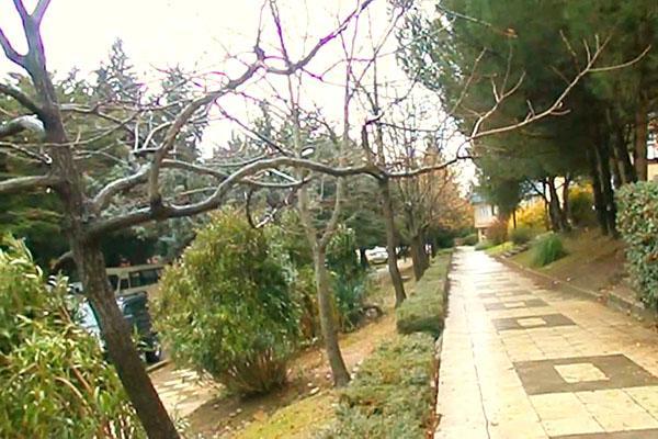 árbol de caramelo en el parque