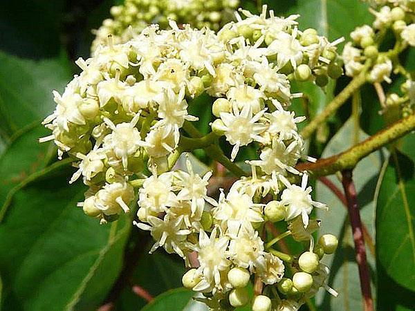 el árbol de los dulces está en flor