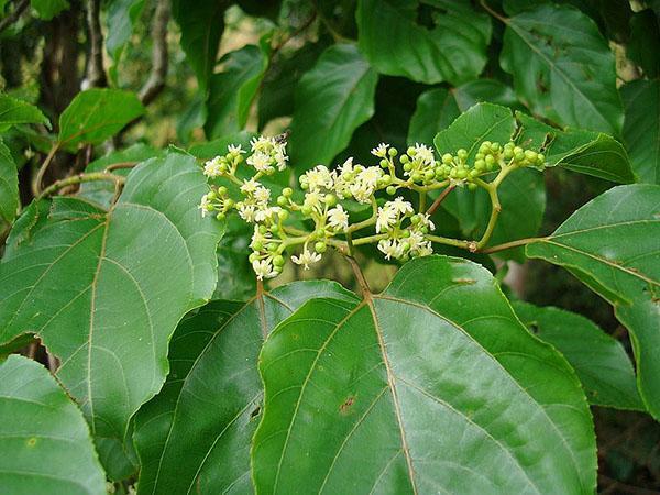 hojas de arbol de caramelo