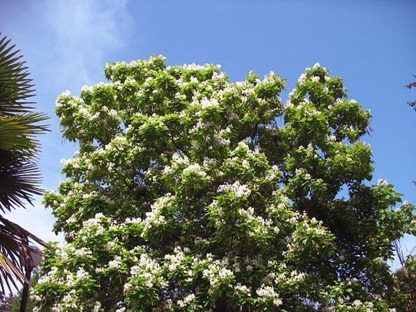 corona floreciente de un árbol de caramelo
