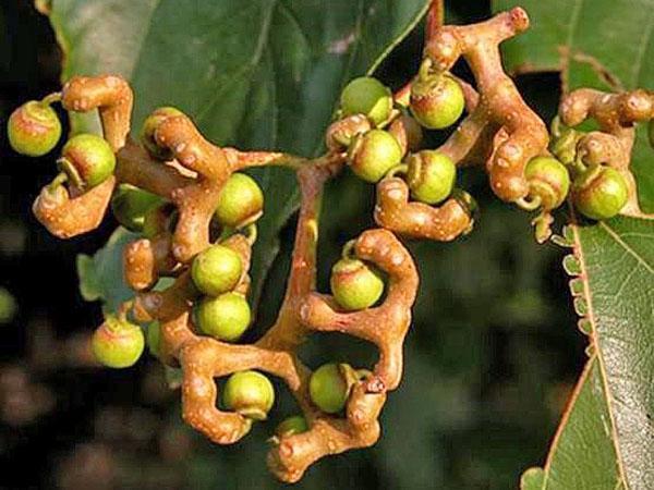 frutos y brotes del árbol del caramelo