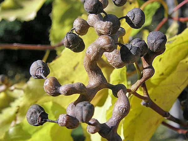 fruits congelés de la retraite