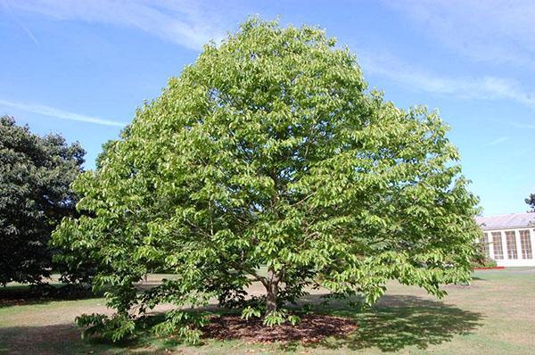 árbol de caramelo
