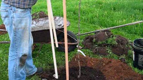 plantar una plántula de pera Just Maria