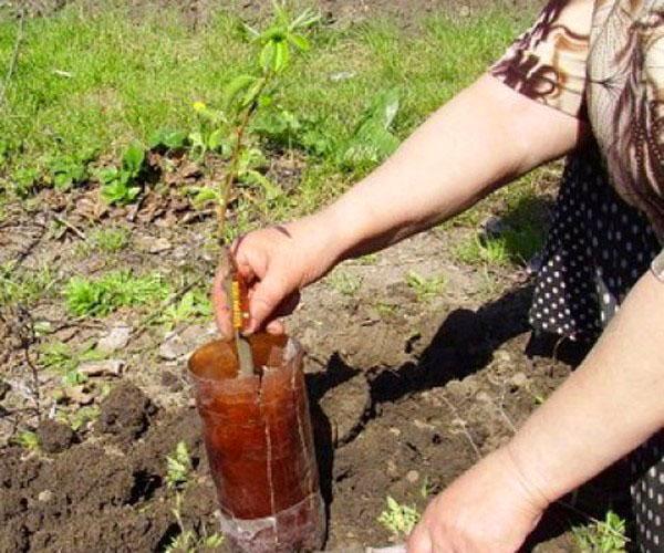 planter des boutures