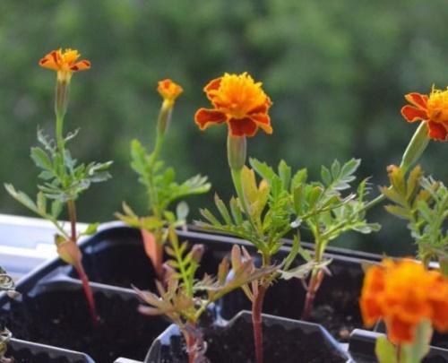 flores de plántulas