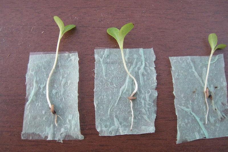 plantules solides