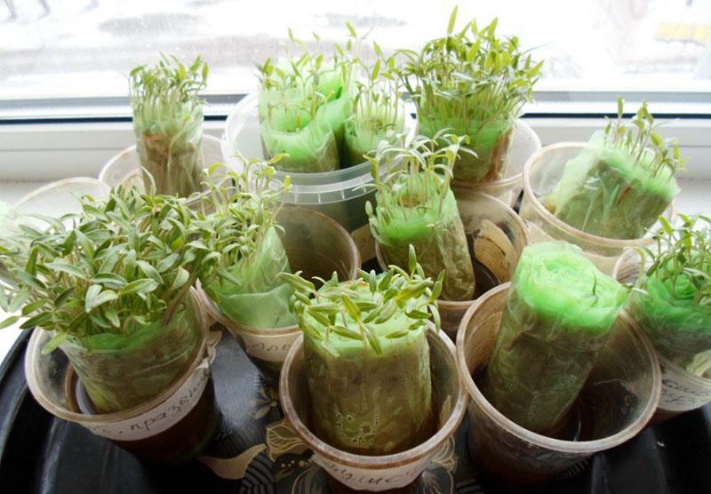 nous cultivons avec succès des semis sans terre sur du papier toilette