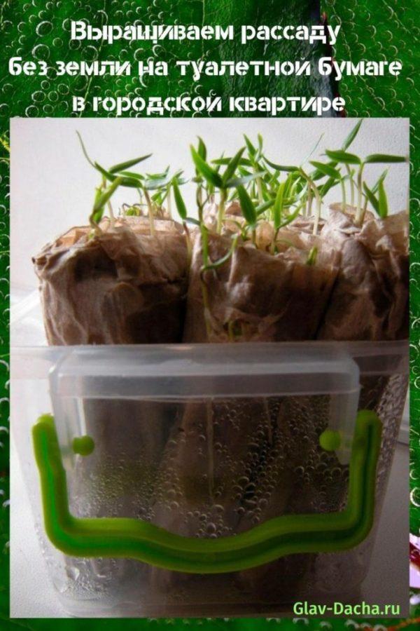 nous cultivons des semis sans terre sur du papier toilette