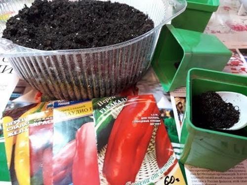 como plantar pimiento
