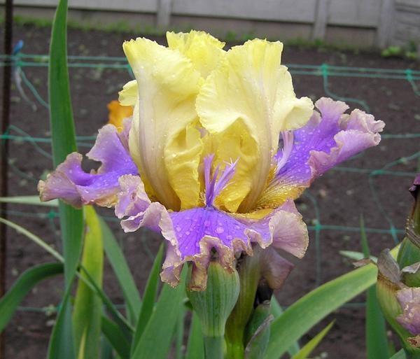 iris rénovés dans le jardin