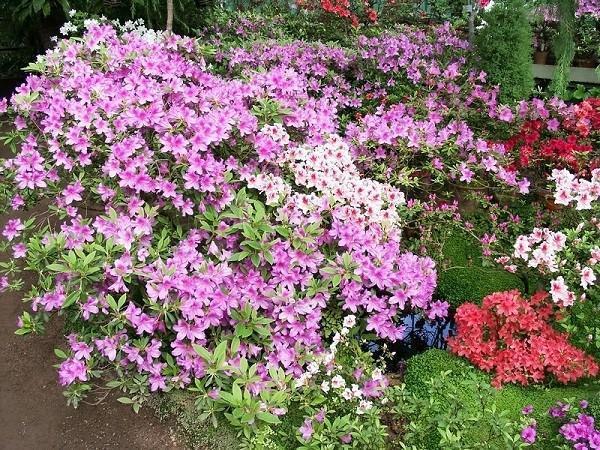 floraison luxuriante d'azalée de jardin