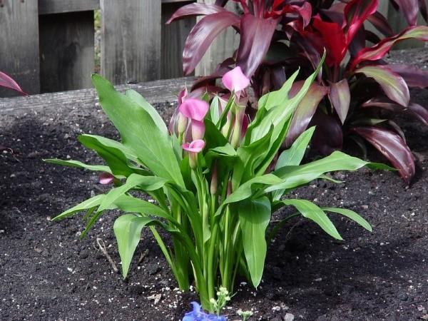 faire pousser des lys calla de jardin