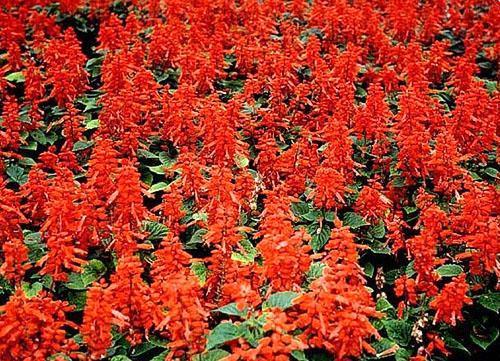 Salvia brillante, cultivada a partir de plántulas