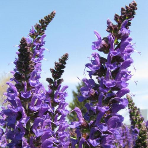 Lavande salvia