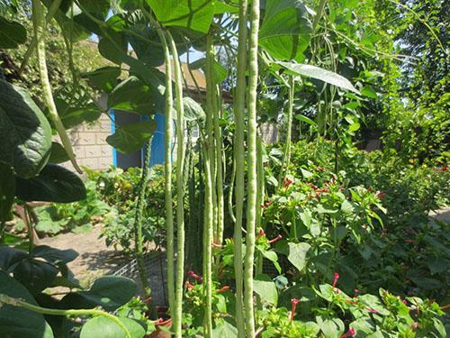 Las propiedades beneficiosas de los frijoles son muchas veces mayores que el daño.