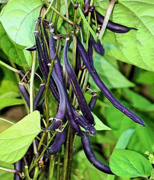 Gousses d'asperges violettes