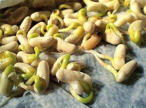 Germinar frijoles antes de plantar