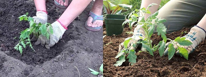 planter des plants de tomates