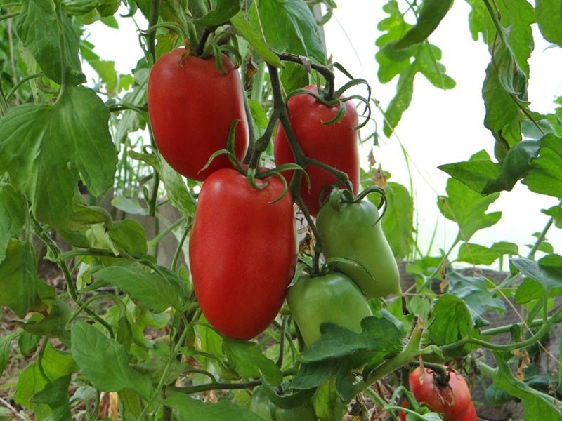 variedad de tomate indeterminada