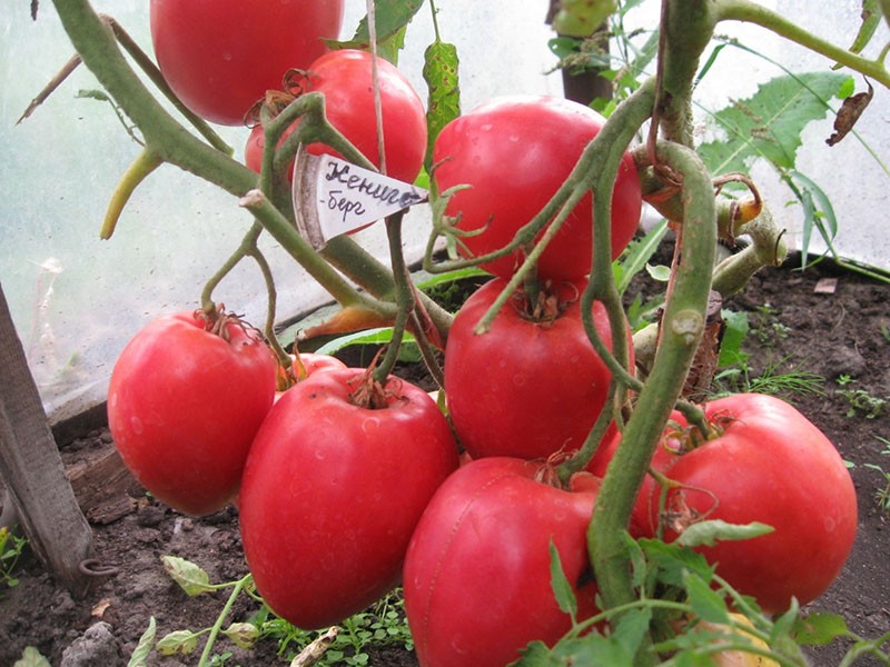 tomate rouge Königsberg